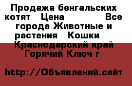 Продажа бенгальских котят › Цена ­ 20 000 - Все города Животные и растения » Кошки   . Краснодарский край,Горячий Ключ г.